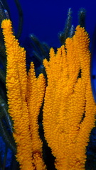 Ptilocaulis walpersii