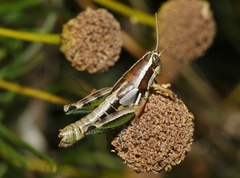 Phaedrotettix palmeri
