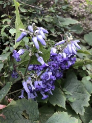 Clematis heracleifolia