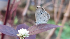 Pseudozizeeria maha okinawana