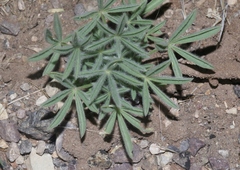 Lupinus havardii
