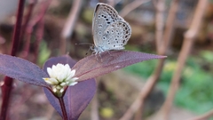 Pseudozizeeria maha okinawana