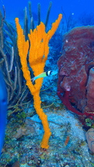 Ptilocaulis walpersii