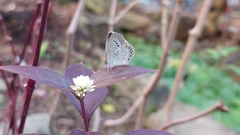 Pseudozizeeria maha okinawana