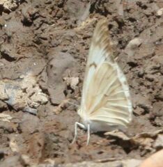 Belenois gidica abyssinica