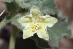 Chamaesaracha sordida