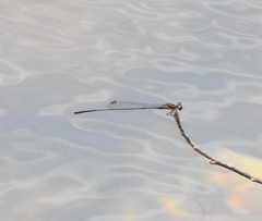 Prodasineura verticalis