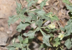 Chamaesaracha sordida