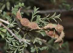 Mimosa aculeaticarpa