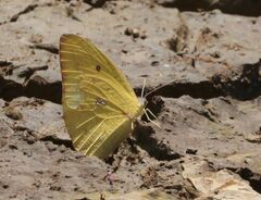 Catopsilia florella