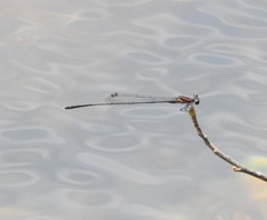 Prodasineura verticalis