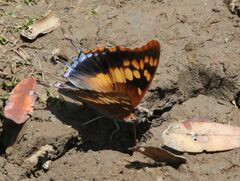 Charaxes guderiana guderiana