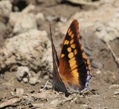 Charaxes guderiana guderiana