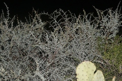 Lycium puberulum berberioides