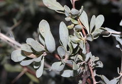 Lycium puberulum berberioides