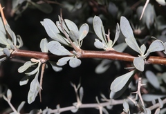 Lycium puberulum berberioides