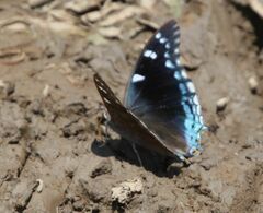 Charaxes guderiana guderiana
