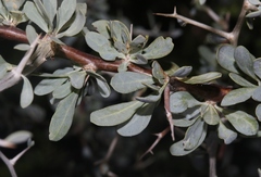 Lycium puberulum berberioides