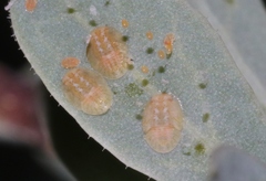 Bactericera lobata