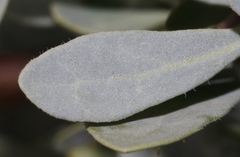 Lycium puberulum berberioides