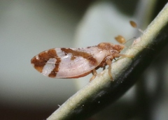 Bactericera lobata