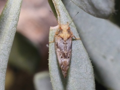 Bactericera lobata