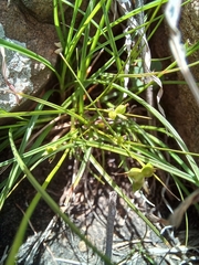 Carex spartea