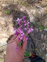 Boronia fastigiata
