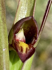 Orthoceras strictum