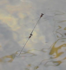 Prodasineura verticalis