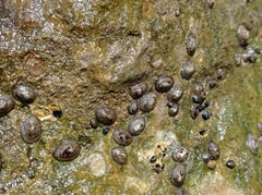 Siphonaria naufragum