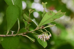 Ardisia