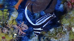 Eques punctatus