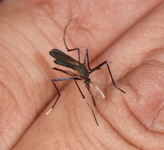 Trichoprosopon digitatum