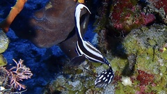 Eques punctatus