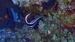 Eques punctatus
