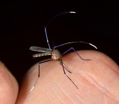 Trichoprosopon digitatum