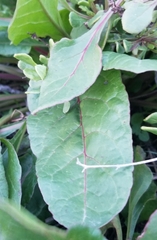 Beta vulgaris