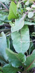 Beta vulgaris