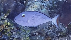 Xanthichthys ringens