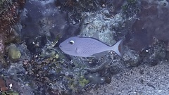 Xanthichthys ringens
