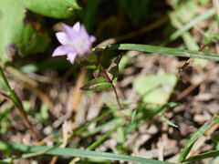 Gentianella aspera