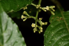 Palicourea cyanococca