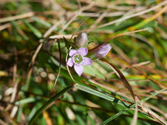 Gentianella aspera