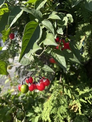 Solanum dulcamara