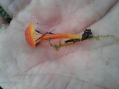Hygrocybe insipida