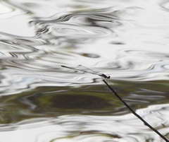 Prodasineura verticalis