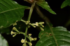 Palicourea cyanococca