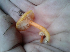 Hygrocybe insipida