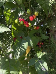 Solanum dulcamara